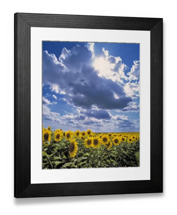 Framed Print : USA, North Dakota, Cass Co. Sunflowers talk amongst themselves as thunderclouds form overhead