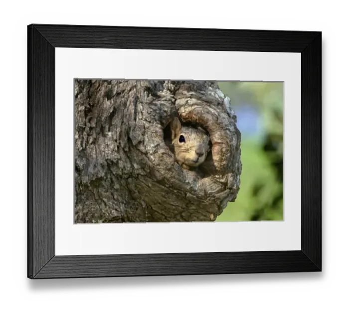Framed Print : USA, North America, Texas Framed Print : USA, North America, Texas