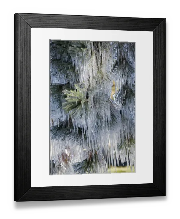 Framed Print : USA, Oregon, Bend. The ice on Ponderosa pine needles resembles small icicles in Deschutes County Framed Print : USA, Oregon, Bend. The ice on Ponderosa pine needles resembles small icicles in Deschutes County