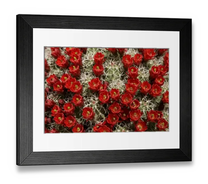 Framed Print : New Mexico, United States. Claret cup cactus in bloom Framed Print : New Mexico, United States. Claret cup cactus in bloom