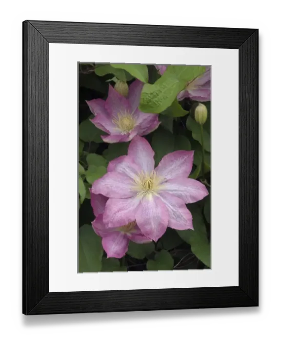 Framed Print : Clematis Buttercup Family (Ranunculacaea) Pennsylvania, USA Framed Print : Clematis Buttercup Family (Ranunculacaea) Pennsylvania, USA