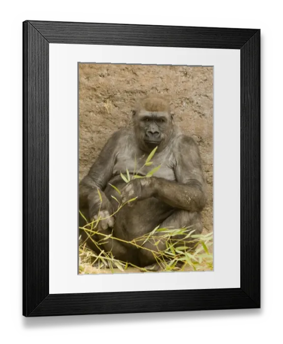 Framed Print : USA, North America, New Mexico Framed Print : USA, North America, New Mexico