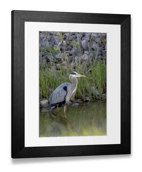 Framed Print : Great blue heron at Maumee Bay Refuge, Ohio