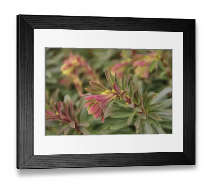Framed Print : USA, North America, Oregon