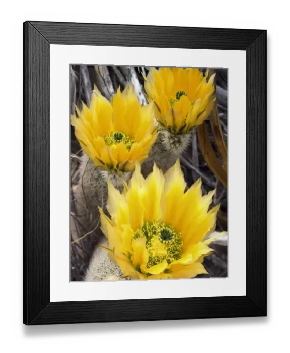 Framed Print : USA, North America, Utah Framed Print : USA, North America, Utah