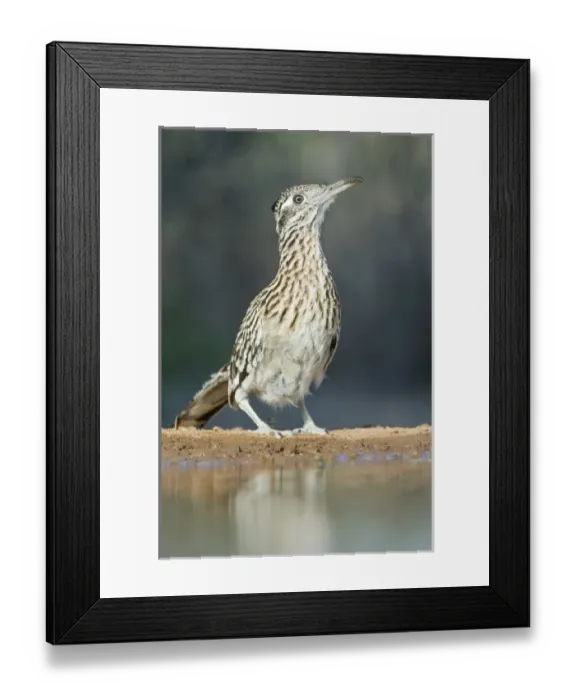 Framed Print : USA, North America, Texas