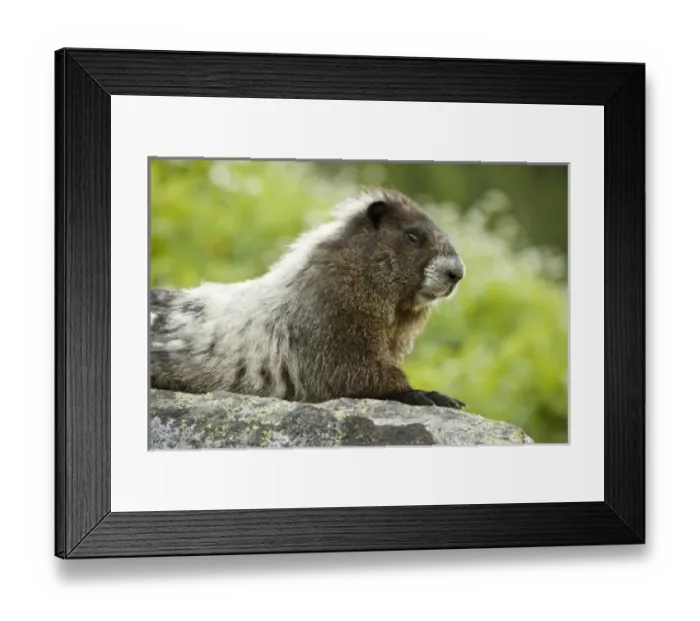 Framed Print : USA, North America, Washington