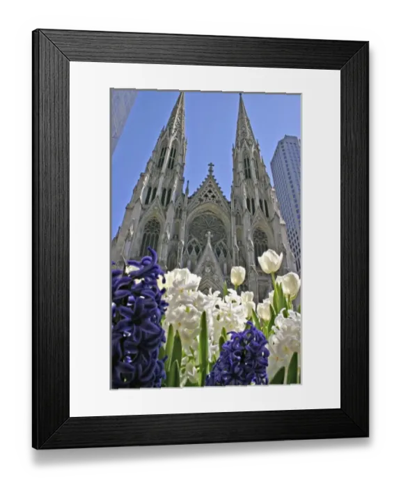 Framed Print : Purple and white hyacinths St. Patricks Cathedral New York City Framed Print : Purple and white hyacinths St. Patricks Cathedral New York City