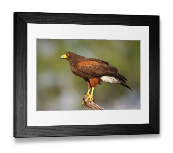 Framed Print : USA, North America, Texas Framed Print : USA, North America, Texas