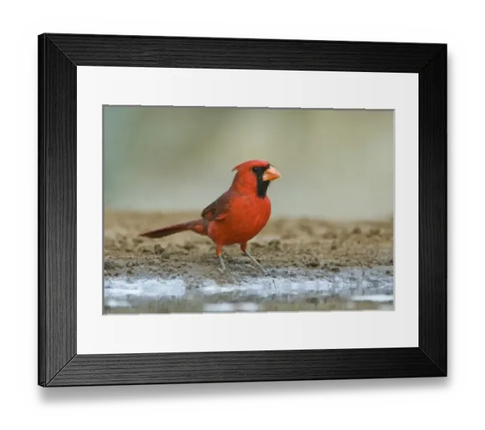 Framed Print : USA, North America, Texas Framed Print : USA, North America, Texas