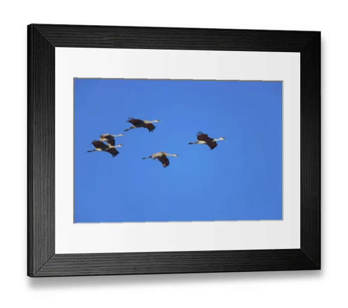 Framed Print : Sandhill Cranes in flight, Grus canadensis, Bosque del Apache National Wildlife Refuge
