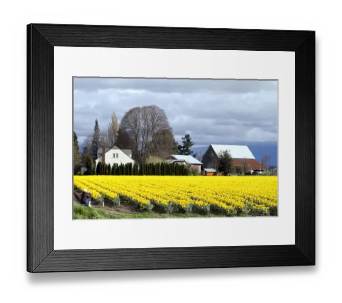 Framed Print : Show garden of spring-flowering daffodil bulbs in Skagit Valley, Washington, USA Framed Print : Show garden of spring-flowering daffodil bulbs in Skagit Valley, Washington, USA