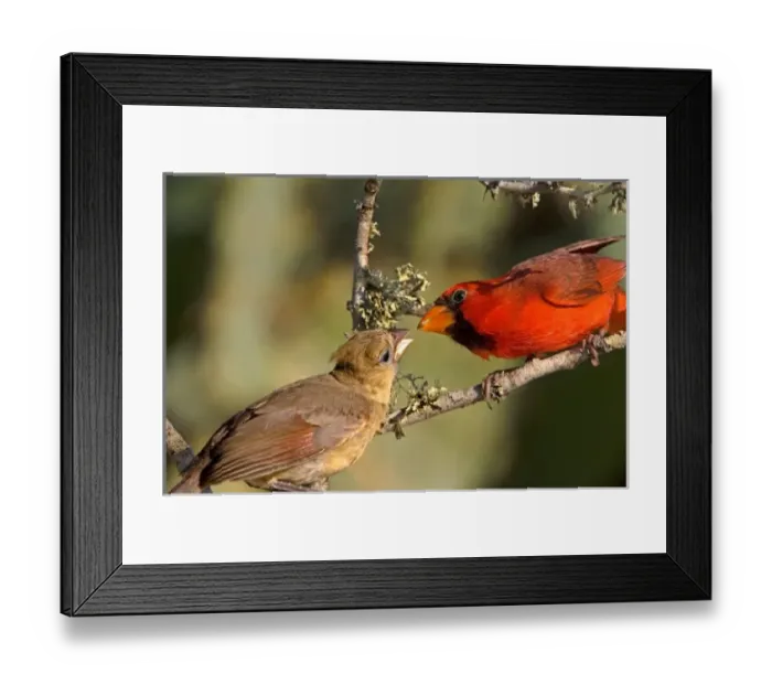 Framed Print : USA, North America, Texas Framed Print : USA, North America, Texas