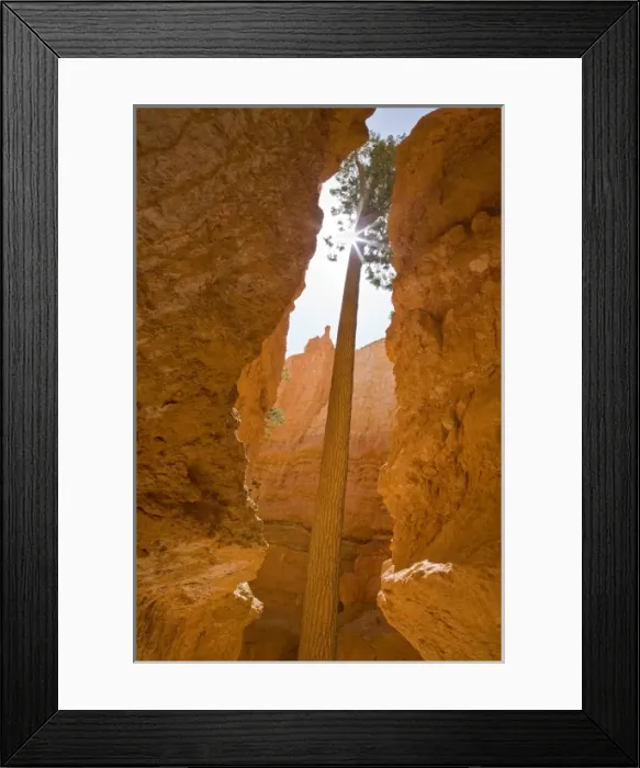 Framed Print : UT, Bryce Canyon National Park, Ponderosa Pine tree with sunburst, at Wall Street Framed Print : UT, Bryce Canyon National Park, Ponderosa Pine tree with sunburst, at Wall Street