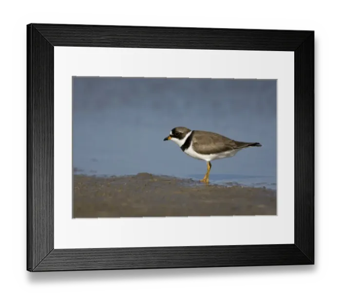 Framed Print : Semipalmated plover, Charadrius semipalmatus, Welder flats, Texas Framed Print : Semipalmated plover, Charadrius semipalmatus, Welder flats, Texas