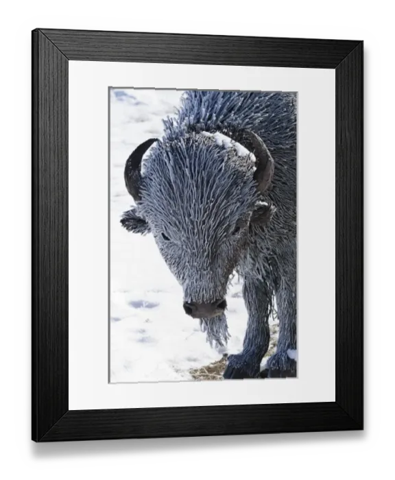 Framed Print : Santa Fe, New Mexico, USA. Frost on metal bison. PR