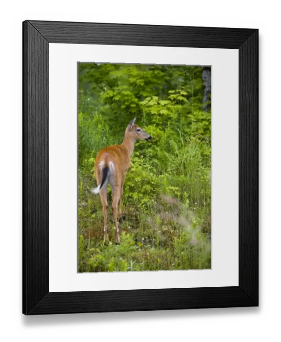 Framed Print : USA, North America, New Hampshire Framed Print : USA, North America, New Hampshire