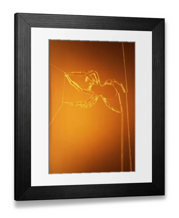 Framed Print : USA, New York, Inlet. Silhouette of spider spinning web at sunset