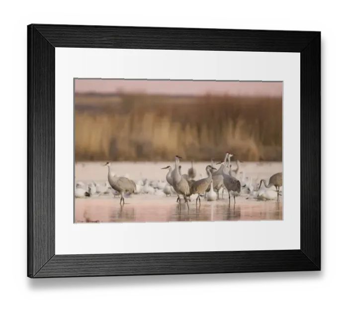 Framed Print : Sandhill cranes, Grus canadensis, and snow geese, Chen caerulescens, take refuge in a farm pond