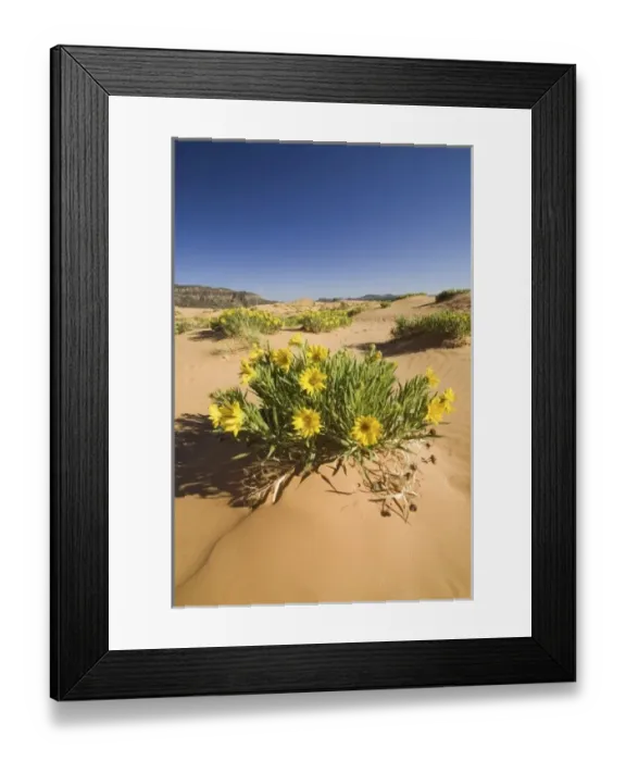 Framed Print : Rough Mulesears (Wyethia scabra), Coral Pink Sand Dunes State Park, Utah, US