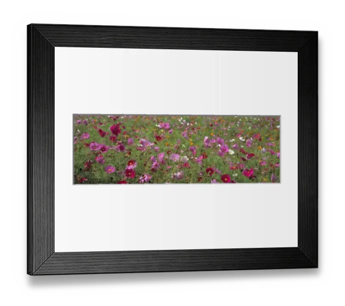 Framed Print : USA, Virginia, Tazewell. Colorful cosmos cover a wide field near Tazewell, Virginia Framed Print : USA, Virginia, Tazewell. Colorful cosmos cover a wide field near Tazewell, Virginia