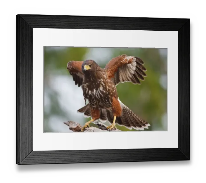 Framed Print : Weaver Ranch, Willacy Co. south Texas, Harriss Hawk (Parabuteo unicinctus) juvenile landing Framed Print : Weaver Ranch, Willacy Co. south Texas, Harriss Hawk (Parabuteo unicinctus) juvenile landing