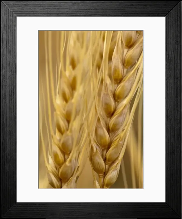 Framed Print : USA, North America, Washington Framed Print : USA, North America, Washington