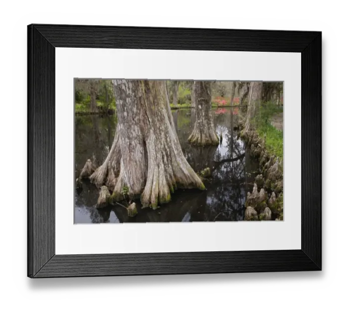 Framed Print : USA, North America, South Carolina Framed Print : USA, North America, South Carolina