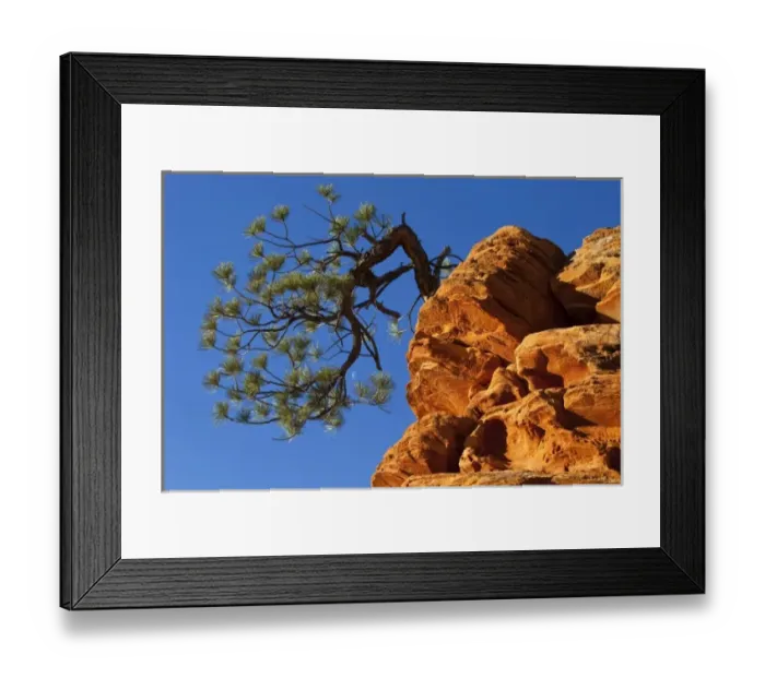 Framed Print : Lone tree justs out of sandstone formation in Zion National Park in Utah