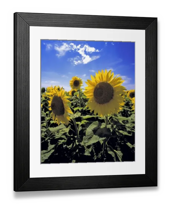 Framed Print : USA, North America, North Dakota