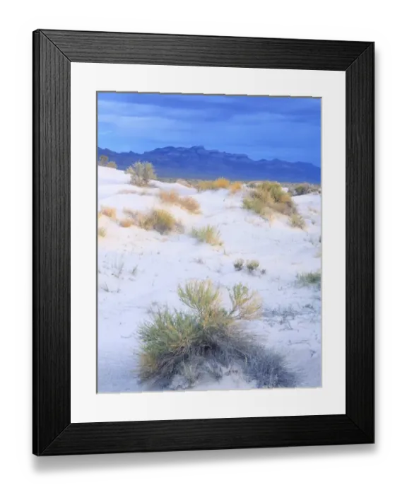 Framed Print : UTAH. USA. Rabbitbrush & sand dunes in Tule Valley. House Range in distance. Proposed Framed Print : UTAH. USA. Rabbitbrush & sand dunes in Tule Valley. House Range in distance. Proposed