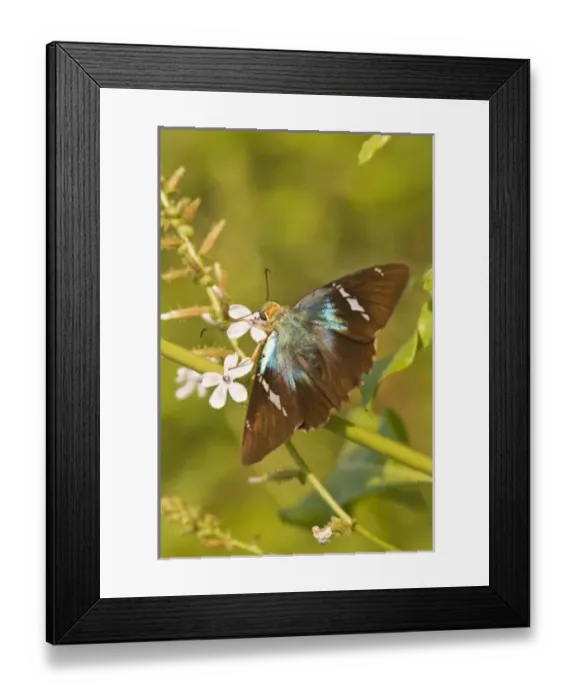 Framed Print : USA, North America, Texas Framed Print : USA, North America, Texas