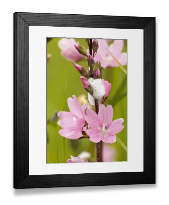Framed Print : USA, North America, Oregon