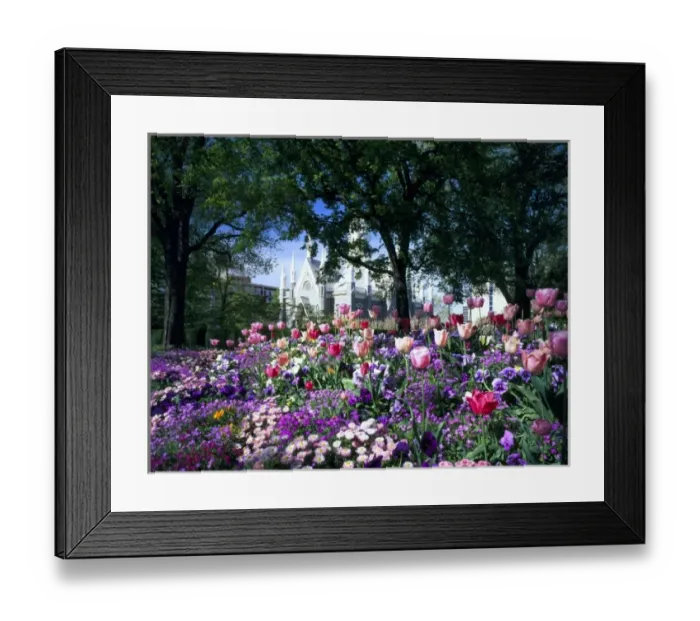 Framed Print : SALT LAKE CITY, UTAH. USA. Flowers in Temple Square. Assembly Hall in distance. Wasatch Front Framed Print : SALT LAKE CITY, UTAH. USA. Flowers in Temple Square. Assembly Hall in distance. Wasatch Front