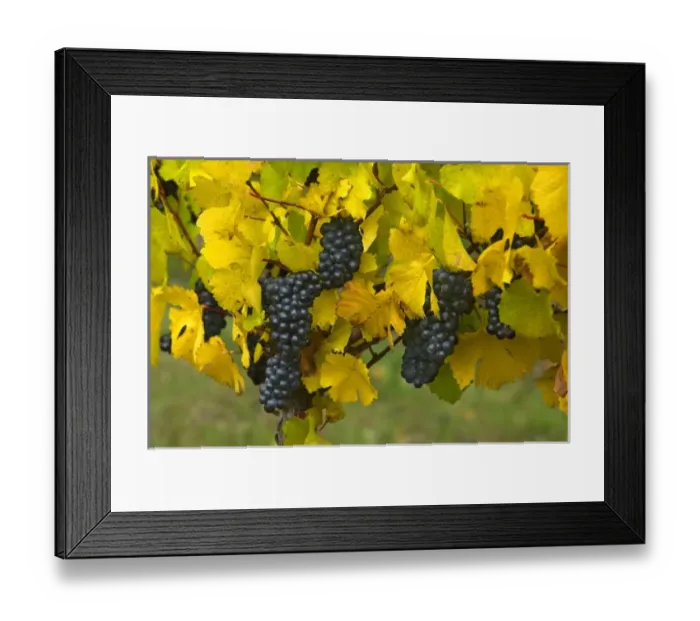 Framed Print : USA, North America, Oregon