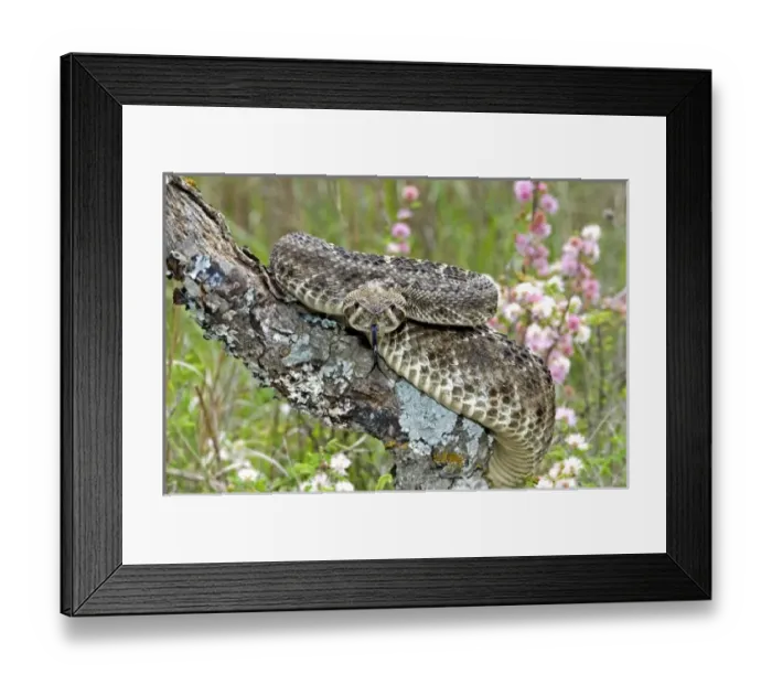 Framed Print : USA, North America, Texas Framed Print : USA, North America, Texas