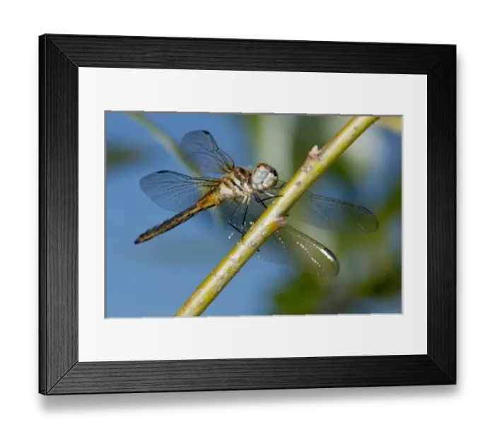 Framed Print : USA, Oregon, Eugene, Fern Ridge Wildlife Area, female Blue Dasher (Pachydiplax longipennis) Framed Print : USA, Oregon, Eugene, Fern Ridge Wildlife Area, female Blue Dasher (Pachydiplax longipennis)