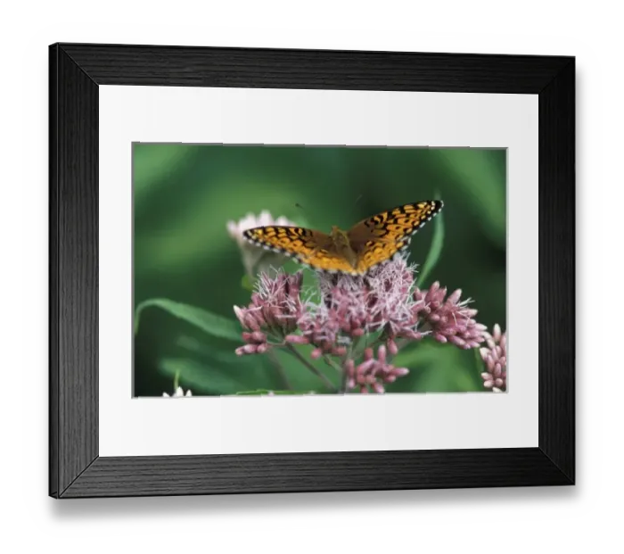 Framed Print : Stratton, VT. A silver-bordered fritillary, Bolaria selene, drinking nectar Framed Print : Stratton, VT. A silver-bordered fritillary, Bolaria selene, drinking nectar