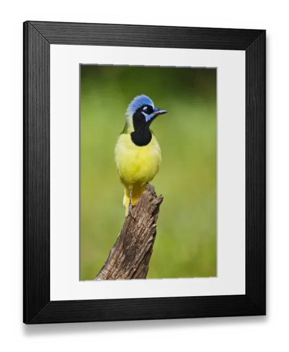 Framed Print : USA, North America, Texas Framed Print : USA, North America, Texas