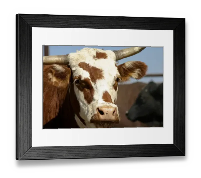 Framed Print : Hobbs, New Mexico, United States. Cow in holding pen