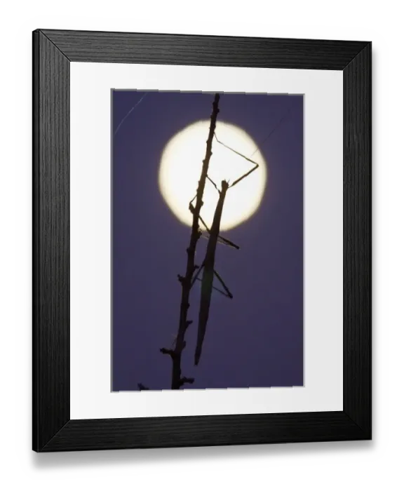 Framed Print : walkingstick and full moon in south Texas, USA Framed Print : walkingstick and full moon in south Texas, USA