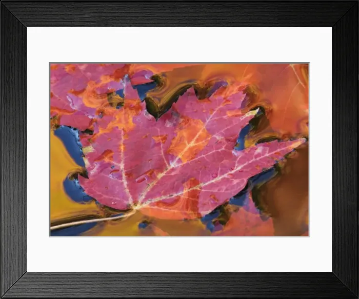 Framed Print : Harriman State Park, New York, USA. A leaf sits partially covered by water in a shallow stream Framed Print : Harriman State Park, New York, USA. A leaf sits partially covered by water in a shallow stream