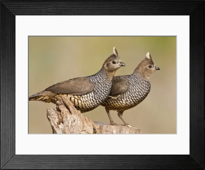 Framed Print : USA, North America, Texas Framed Print : USA, North America, Texas