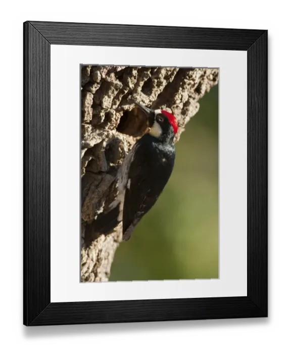Framed Print : USA, North America, Oregon