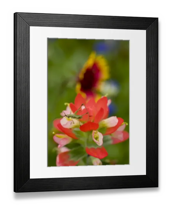 Framed Print : Nymph stage of a Orthoptera maybe a Cricket, Green Bug on Texas Paintbrush, Castilleja indivisa