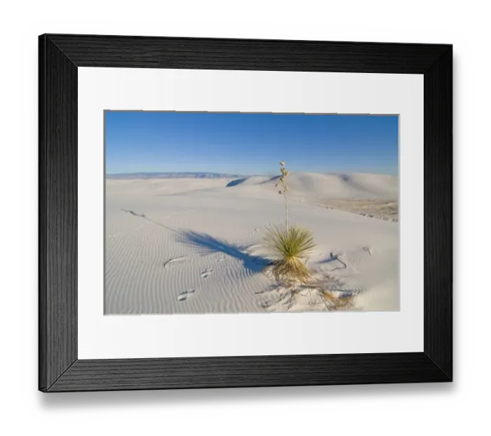 Framed Print : Dynamic landscape of 275 square miles of glistening white gypsum sand dunes in Framed Print : Dynamic landscape of 275 square miles of glistening white gypsum sand dunes in
