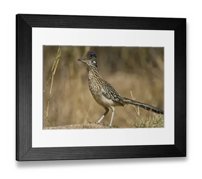 Framed Print : USA, North America, Texas