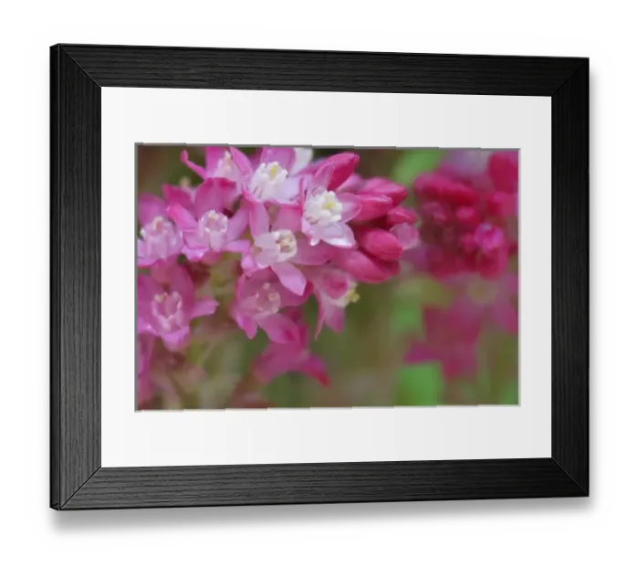 Framed Print : USA, Washington. Close-up of red-flowering current shrub in springtime Framed Print : USA, Washington. Close-up of red-flowering current shrub in springtime
