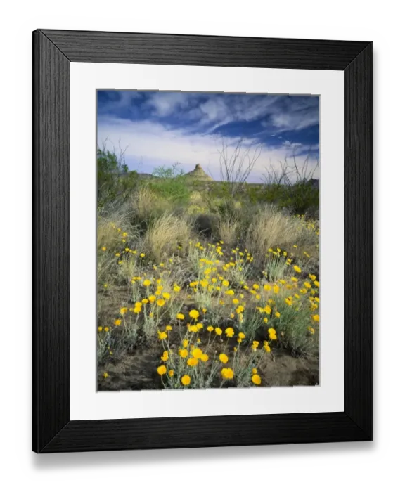 Framed Print : BIG BEND NATIONAL PARK, TEXAS. USA. Desert marigolds (Baileya multiradiata) blooming Framed Print : BIG BEND NATIONAL PARK, TEXAS. USA. Desert marigolds (Baileya multiradiata) blooming