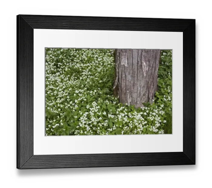 Framed Print : Fringed phacelia, Great Smoky Mountains National Park, Tennessee Framed Print : Fringed phacelia, Great Smoky Mountains National Park, Tennessee